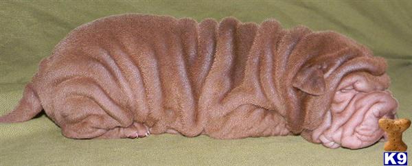 Chinese Shar-Pei Puppies